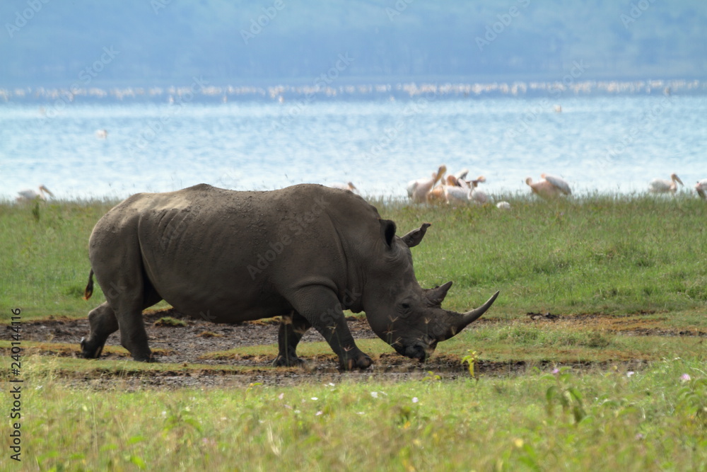 Obraz premium Nosorożce w Parku Narodowym Lake Nakuru w Kenii