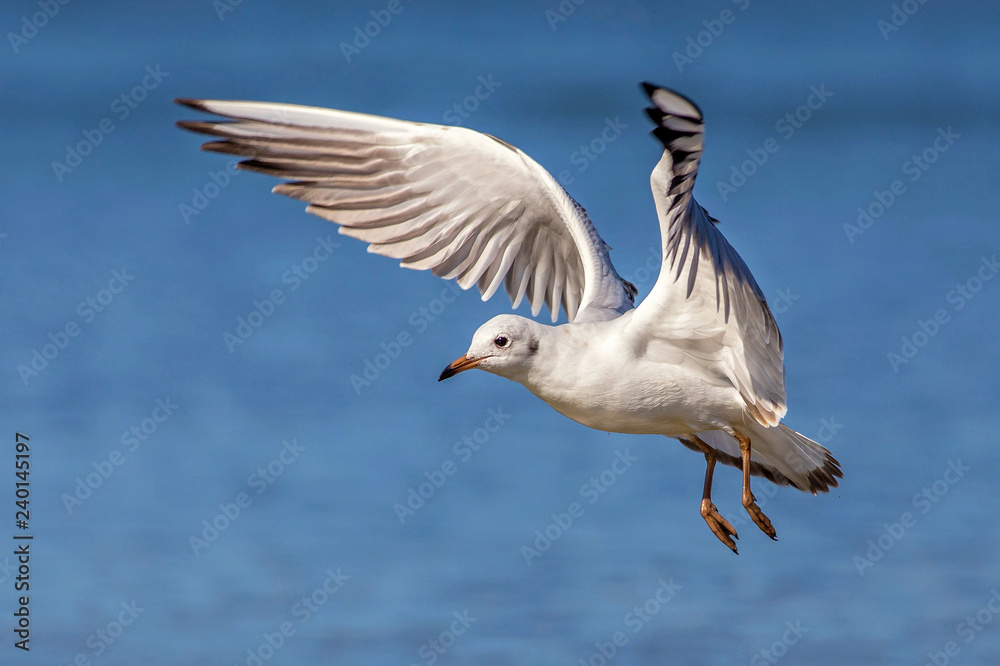 Obraz premium Black-headed Gull (Larus ridibundus)
