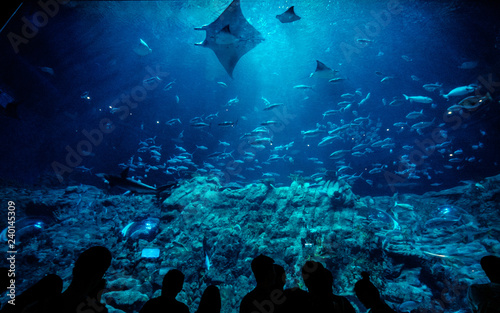 Under the Sea Aquarium