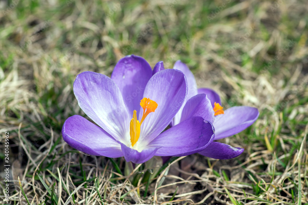Crocus vernus in bloom, violet purple ornamental springtime flowers with orange center Crocus vernus in bloom, violet purple ornamental springtime flowers with orange center