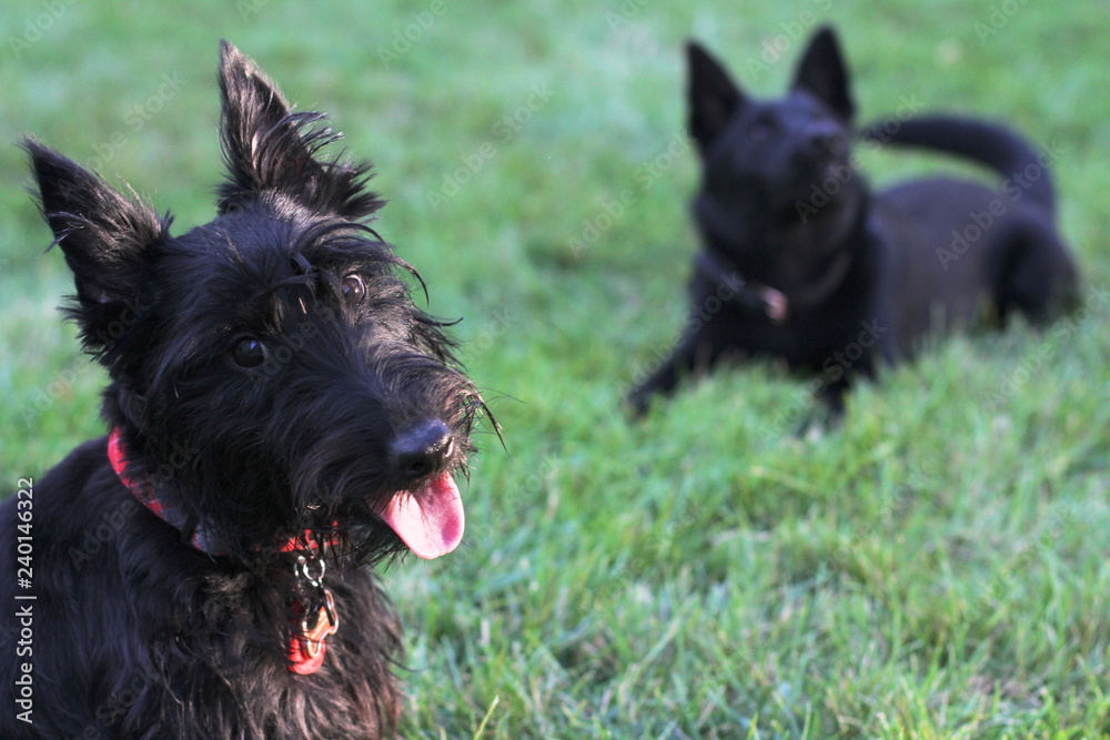 two black dogs smiling and playing in the grass
