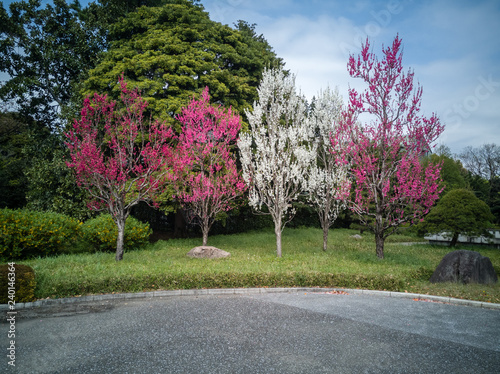 fioritura giliegi photo