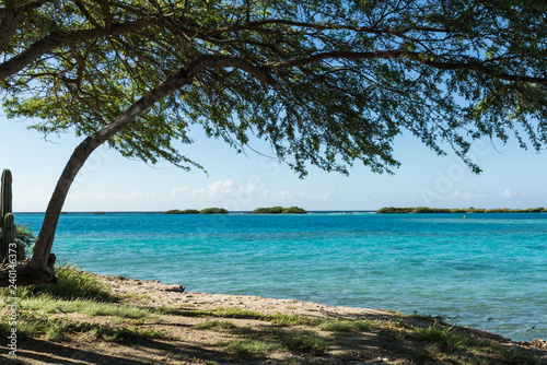 Divi-divi tree facing turquoise sea in Aruba