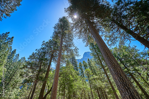The most beautiful Yosemite National Park in the world, dense trees, fresh air, blue sky © KIM
