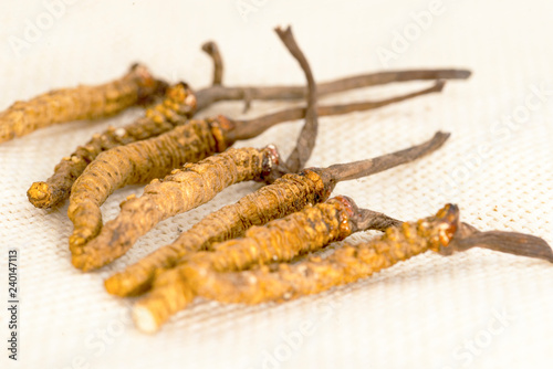 Cordyceps Chinese, mushroom parasite. Traditional Tibetan and Chinese medicine, Yarsagumba photo