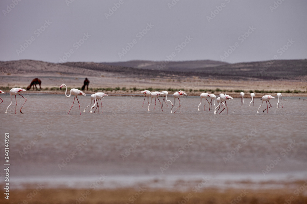 Flamingos in the Sahara are really around Merzouga, Morocco