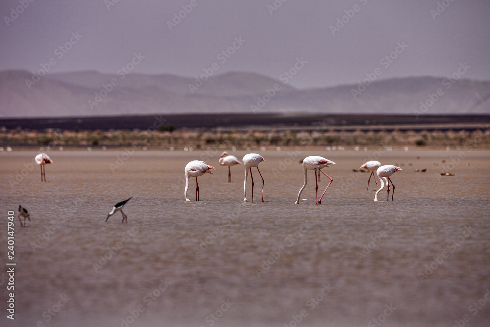 Flamingos in the Sahara are really around Merzouga, Morocco