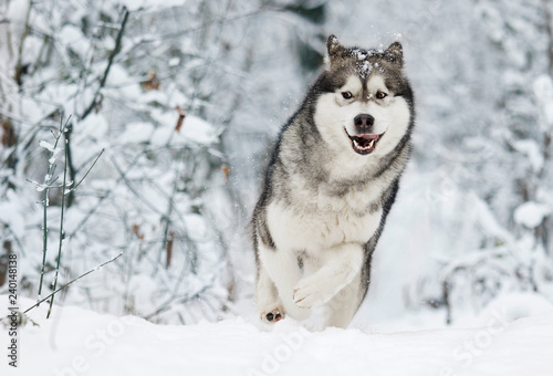 winter malamute dog