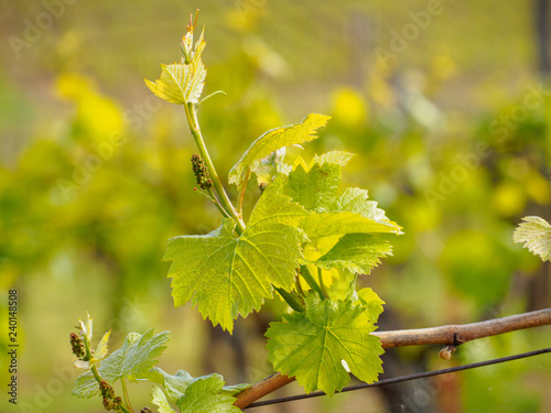 Closeup macro detail of grapes budding from the vine on a sunny day. Shallow focus. Turckheim, France. Agriculture and winemaking industry.