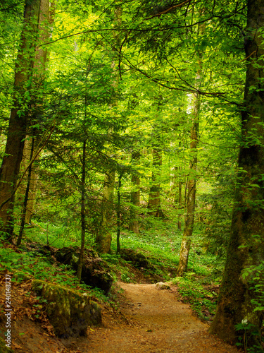 Wide vertical view of a forest trail with tall shaded pine trees. Twannbachschlucht Gorge, Twann, Switzerland. Travel and nature.