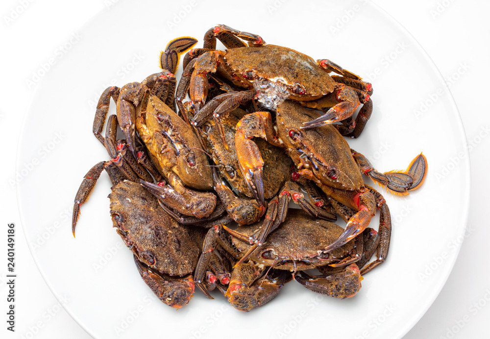 Necoras gallegas (from Galicia). Delicious seafood from the Bay of Biscay and Atlantic. Fresh and alive crabs isolated on white background.