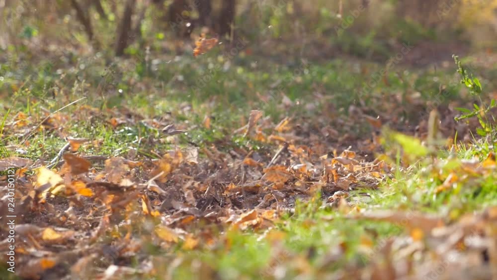 Motorcyclists rides on trail in autumn forest. Motorcycles crosses along autumnal wood path kicking up colorful fallen leaves. Bikers train in nature. Concept of active extreme sport. Slow motion Motorcyclists rides on trail in autumn forest. Motorcycles crosses along autumnal wood path kicking up colorful fallen leaves. Bikers train in nature. Concept of active extreme sport. Slow motion