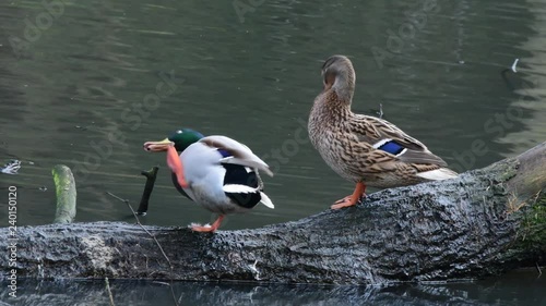 beautiful color duck in nature swiming, eatong, cleaning their body happy in the wilderness photo