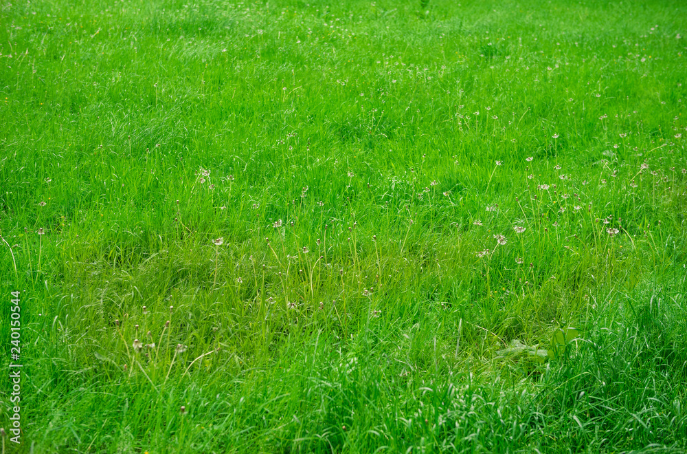 Wilder Rasen mit Pusteblumen Wilder Rasen mit Pusteblumen