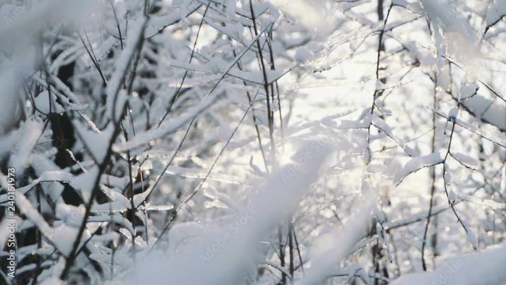 Branch with snow in a winter park trees sunlight cold forest ice landscape nature season weather frosty white climate environment fresh frozen rural slow motion Branch with snow in a winter park trees sunlight cold forest ice landscape nature season weather frosty white climate environment fresh frozen rural slow motion