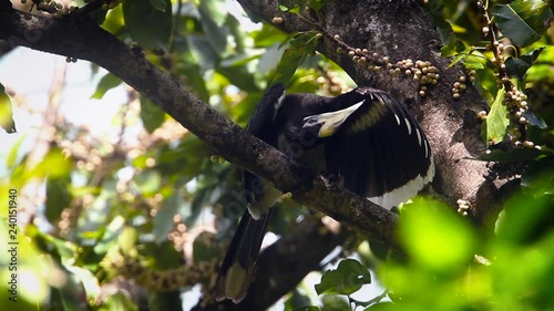 Oriental pied hornbill spread wings and preening in Koh Tarutao national park, Thailand -  specie Anthracoceros albirostris family of Bucerotidae photo