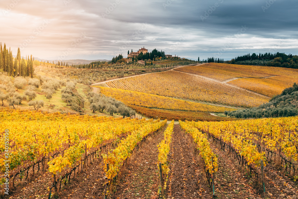Chianti Region, Tuscany. Vineyards in autumn. Italy