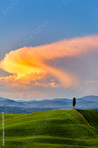 Tuscany, landscape at sunset. Lonely tree and green field