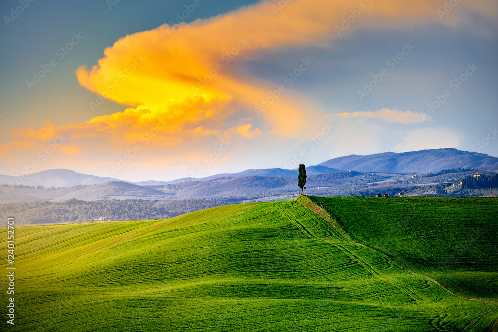 Fototapeta premium Tuscany, landscape at sunset. Lonely tree and green field