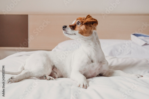 cute small dog lying on bed. Pets indoors. Relax © Eva