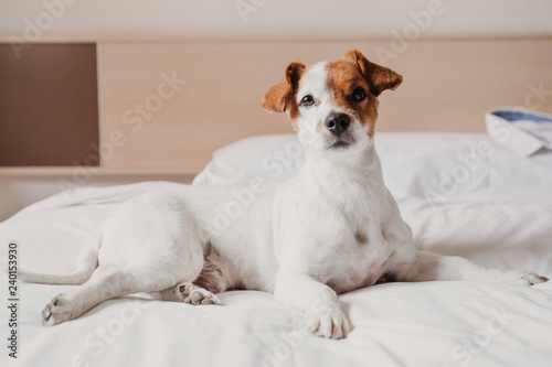 cute small dog lying on bed. Pets indoors. Relax