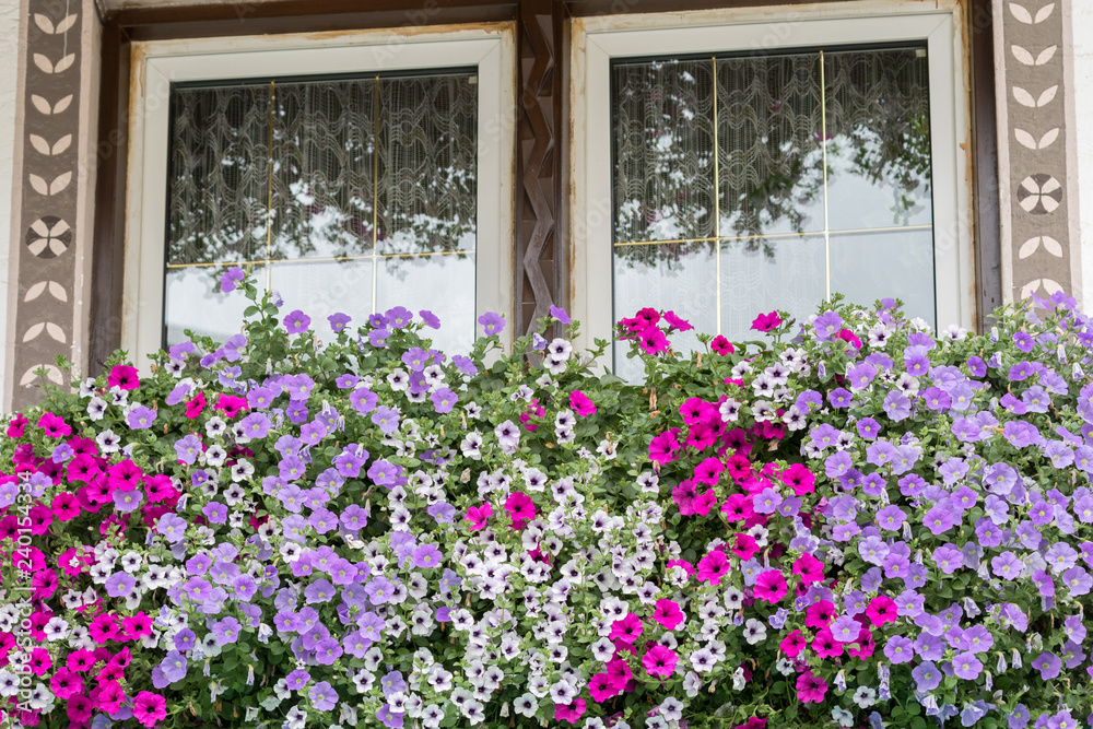 Lagazuoi, Italy - August 25, 2018: Colored petunias in a planter hang on a window sill of a Tyrolean house