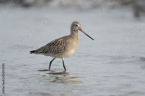 Bird on the beach