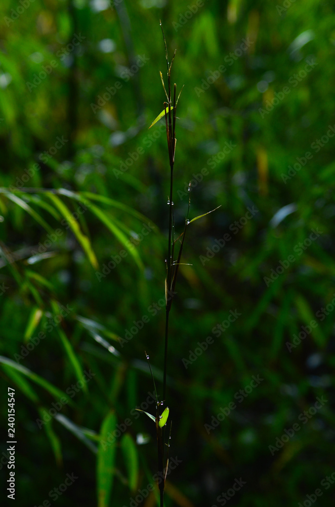 morning dew morning dew