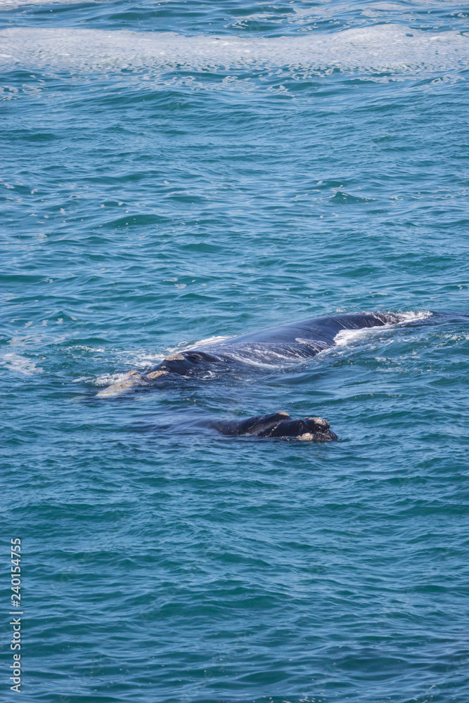 Fototapeta premium southern right whale (Eubalaena australis)