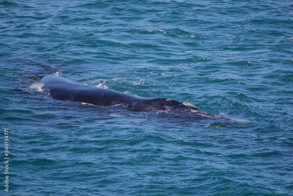 southern right whale (Eubalaena australis) southern right whale (Eubalaena australis)
