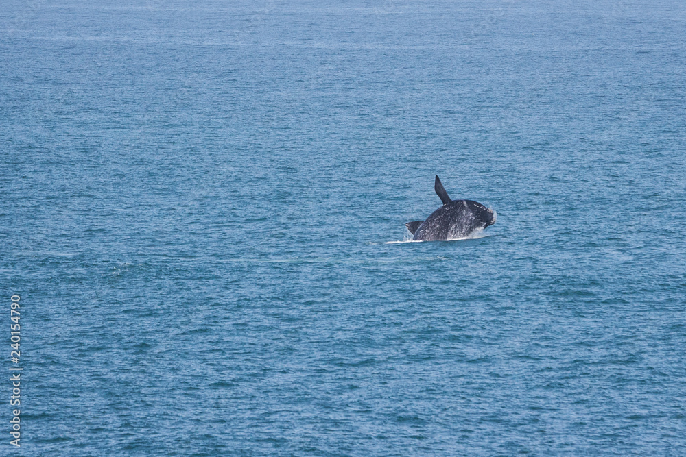 Fototapeta premium southern right whale (Eubalaena australis)