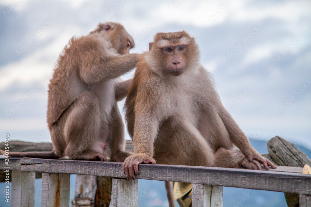 Naklejka premium two macaques sit on wooden bars and one cleans the other from insects