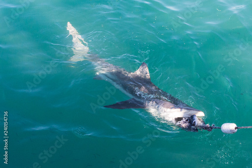 Photos Copper Shark