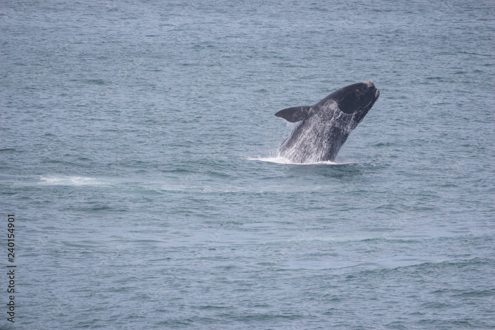 Fototapeta premium southern right whale (Eubalaena australis)
