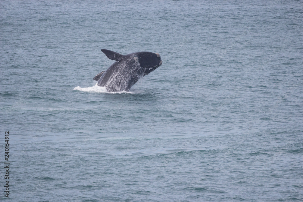 Fototapeta premium southern right whale (Eubalaena australis)
