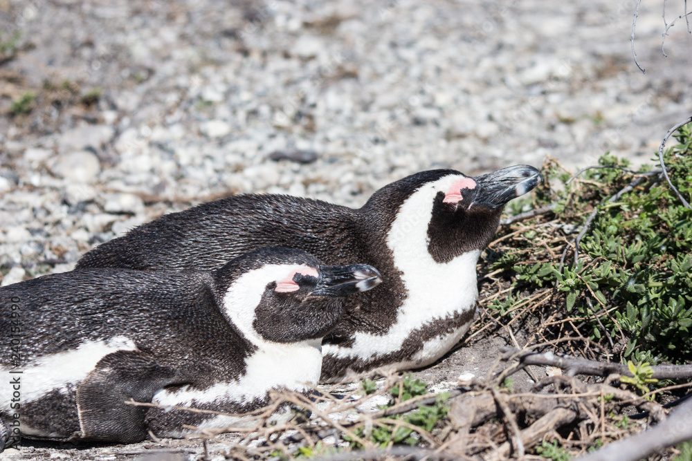 Fototapeta premium African penguin (Spheniscus demersus)