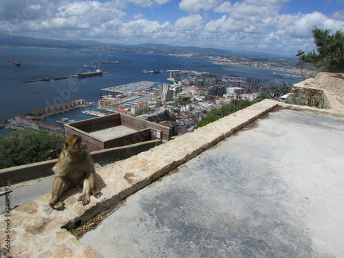 Monkey sitting on Gibraltar rock and the view to Gibraltar city
