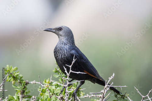 red-winged starling (Onychognathus morio)