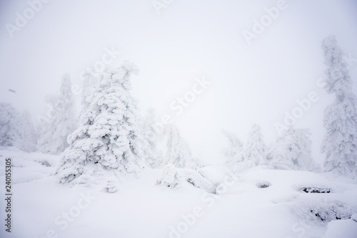 Wallpaper Mural Snow covered tree Torontodigital.ca