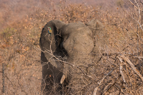 African Elephant (loxodonta africana) and lilac-breasted roller (Coracias caudatus)