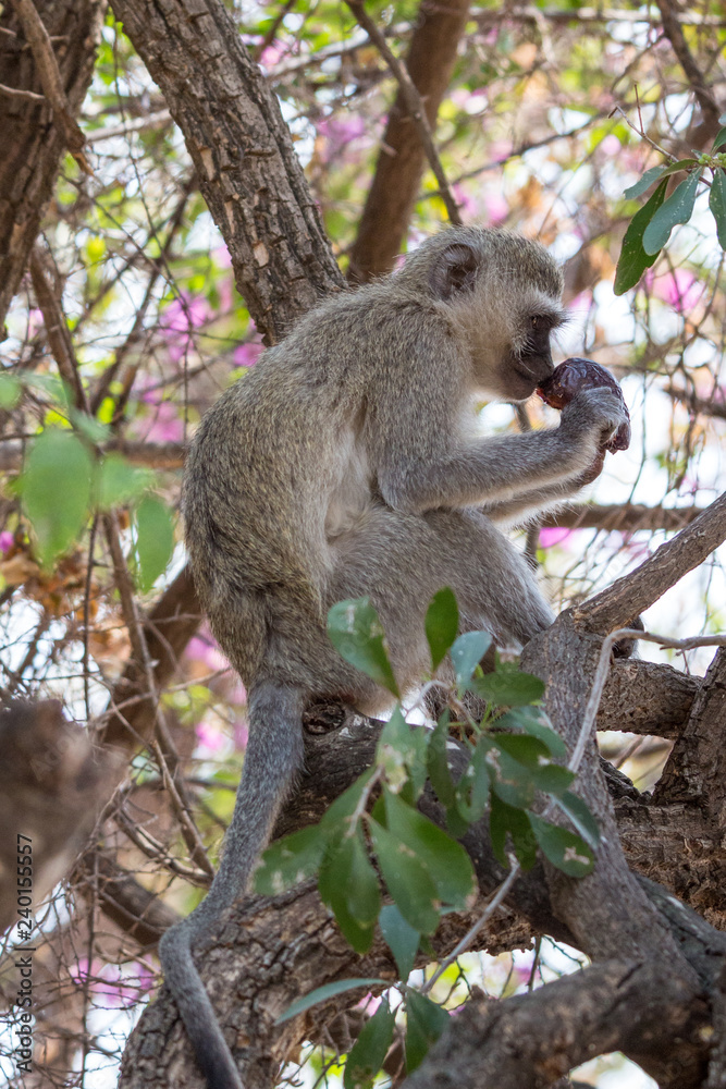 Obraz premium vervet monkey (Chlorocebus pygerythrus)