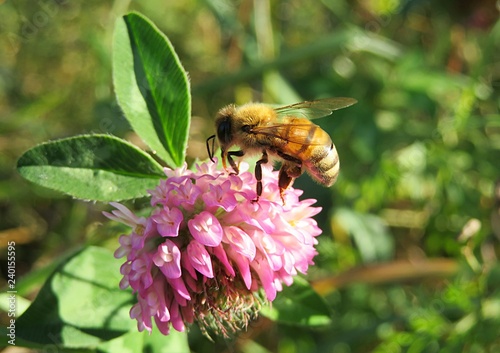 Bee on clover flower in the meadow on natural green leaves background, closeup