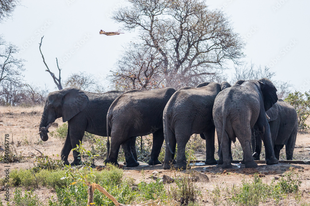 Fototapeta premium African Elephant (loxodonta africana)