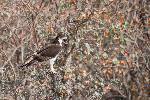 African hawk-eagle (Aquila spilogaster) photo