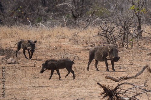 Seen in Kruger National Park © Thomas