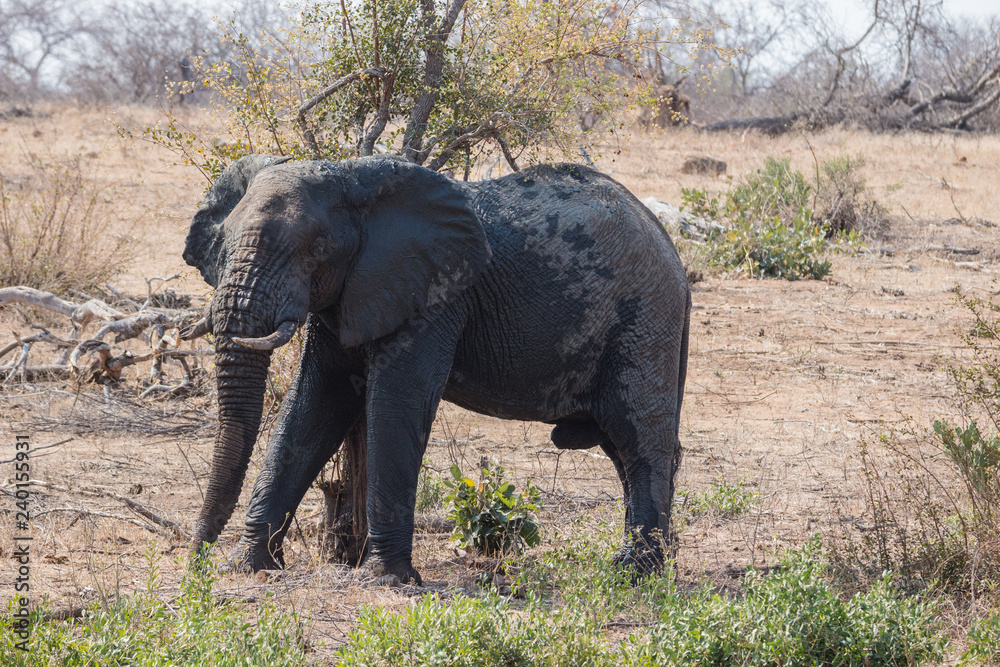 African Elephant (loxodonta africana)