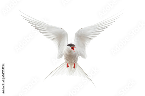 Flying Arctic tern (Sterna paradisaea) protecting nest with wings spread and mouth open. Bird isolated on white background photo