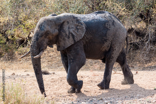 African Elephant  loxodonta africana 