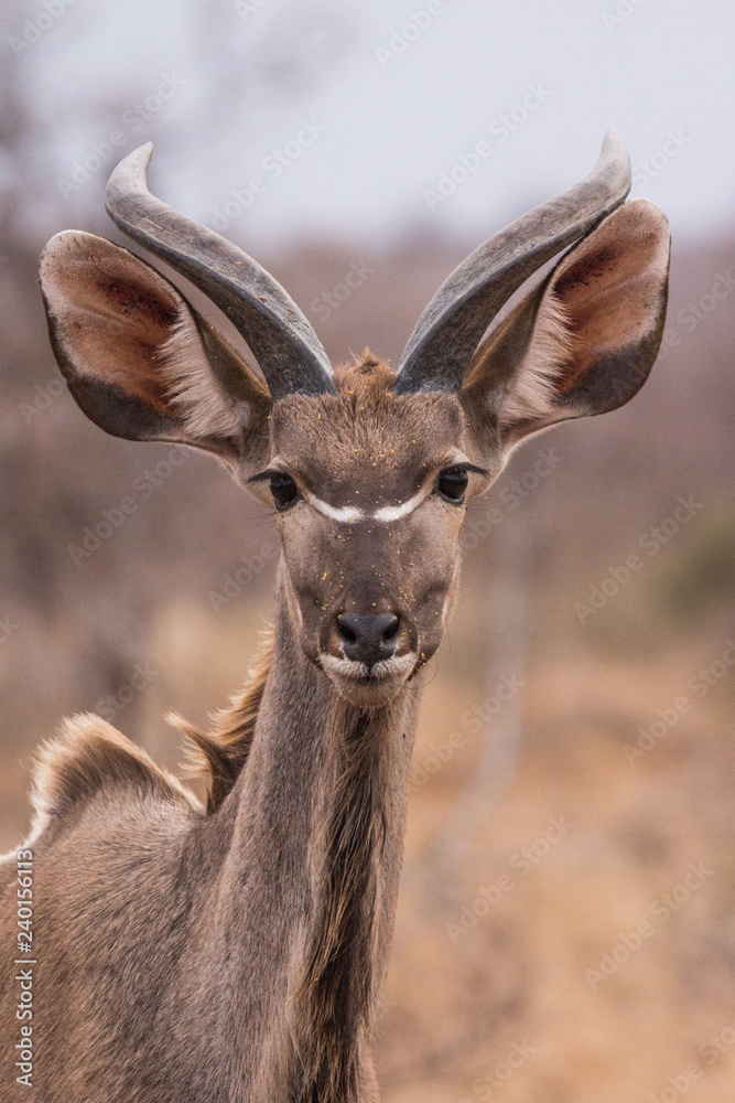 greater kudu (Tragelaphus strepsiceros)