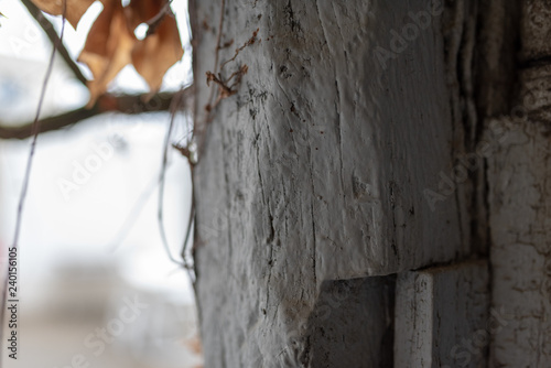 Wall with foliage